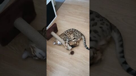 How to use a scratching post - according to Bedford 🐆 #bengalcat #catscratcher