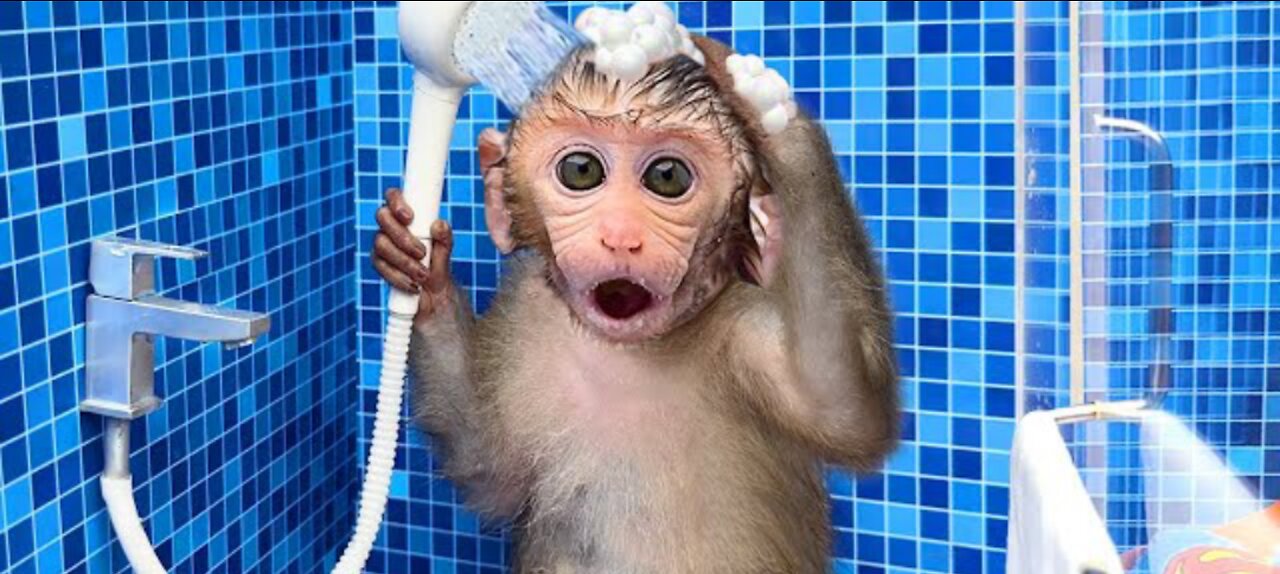 Monkey baby plays with duckling in the swimming pool and goes to the toilet