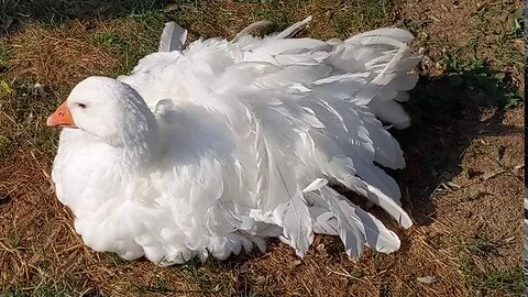 Sebastpool goose in the wind