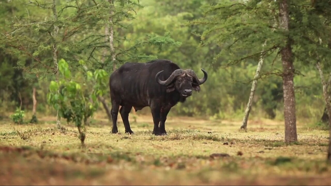 "African Buffalo: The Resilient Giants of the Savanna"