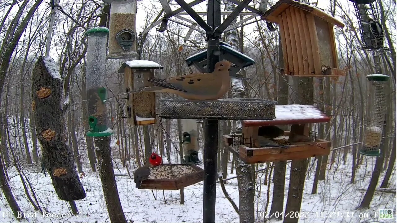 Mourning Dove with icicles on tail feathers