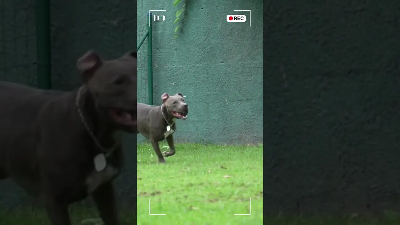 Playful Bull Dog: Ball Fun on our Cattle Channel | Bull Dog | Dogs Are Playing!