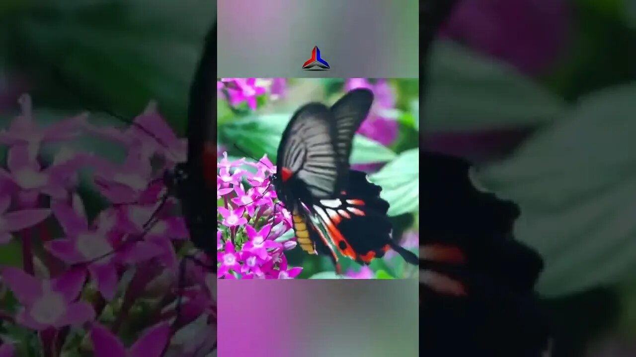 BUTTERFLIES The Fragile Beauty4