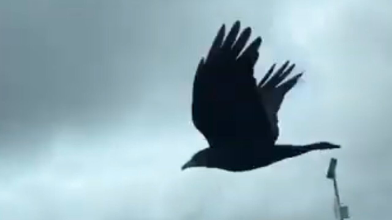 Irish women goes viral that she got to feed crow from car window while driving.