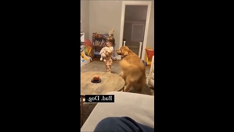 Funny cats and dogs video funniest animals