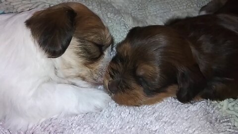 G Litter 1 day shy of 3 wks old(3)
