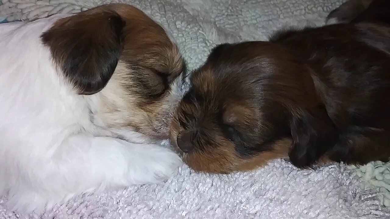 G Litter 1 day shy of 3 wks old(3)
