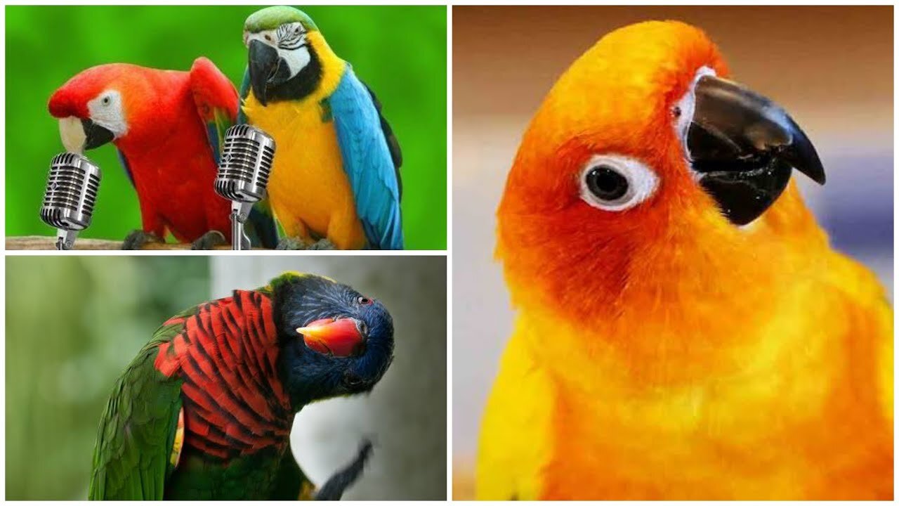 FUNNY PARROTS