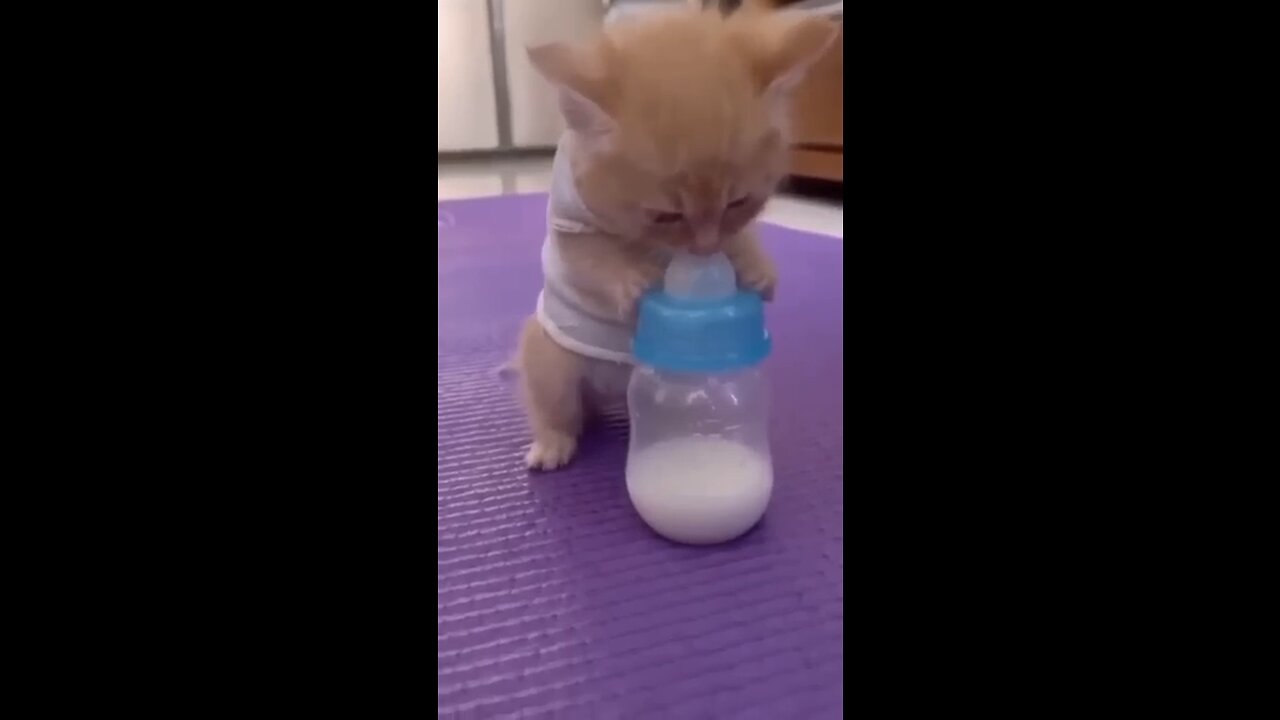 Cat cute milke Animal funny