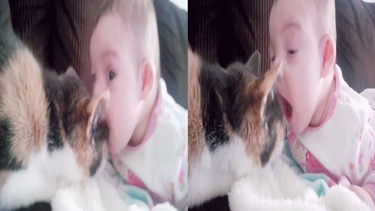 Baby and Cat Fun and Cute - Funny Baby Video #1