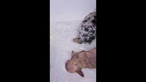 Bathing The French Bulldog Pups