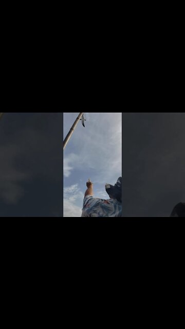 Norm feeding seagulls from boat