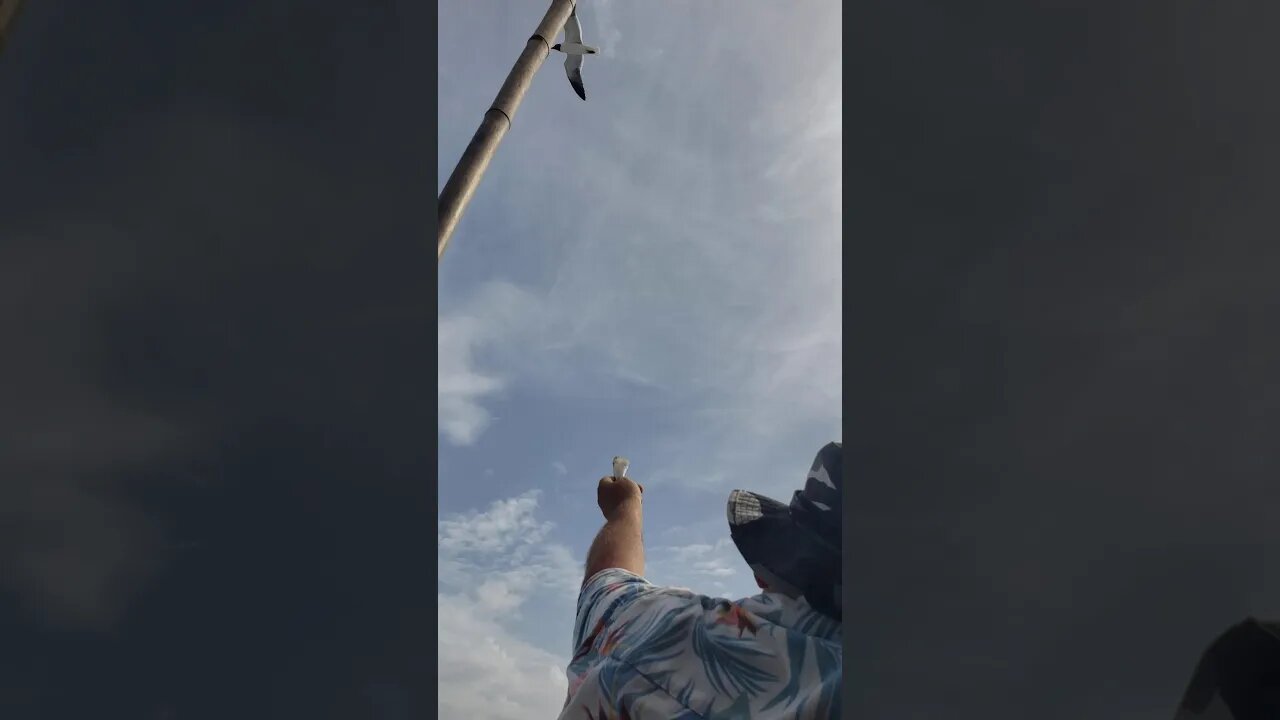 Norm feeding seagulls from boat
