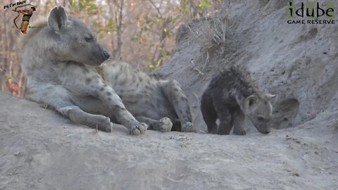 Watching Hyenas, Part 13