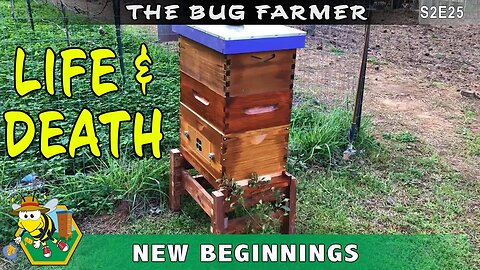 New Beginnings -- Life, Death, and Rebirth. Discusssing the fate of the Orange hive.