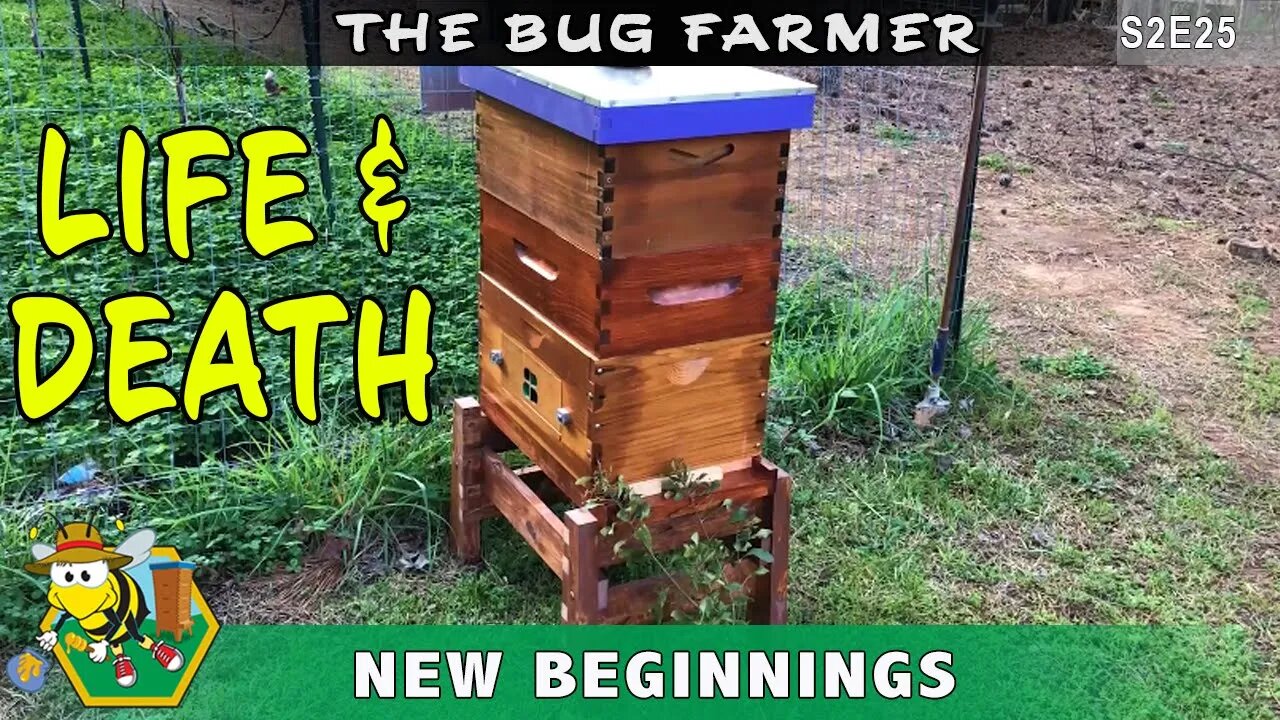 New Beginnings -- Life, Death, and Rebirth. Discusssing the fate of the Orange hive.
