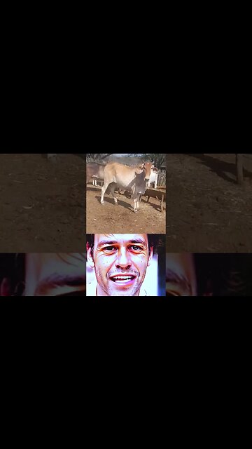 INTERESSANTE - Moendo Palma para Alimentar o Gado no Sertão em setembro de 2023