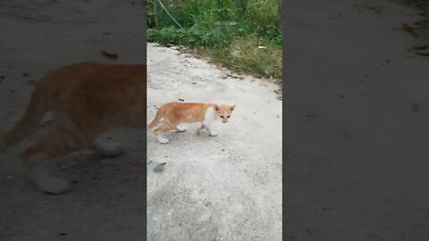 cute kitty #shorts