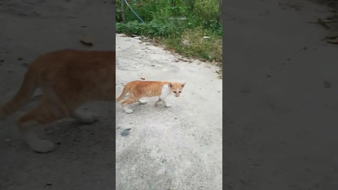 cute kitty #shorts