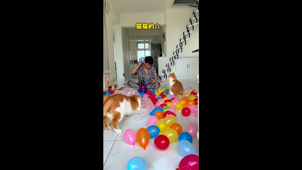 FUNNY CAT PLAYING 😂❤️