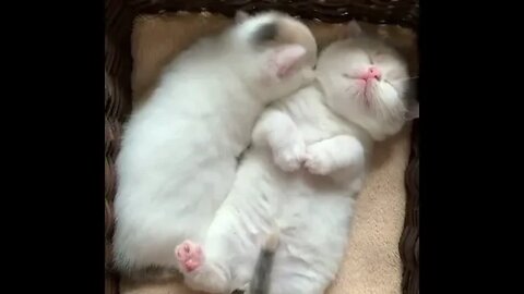 cute cats sleep