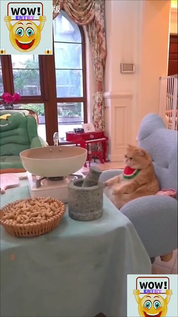 The cat is cooking food for itself 🤣🤣😮😮