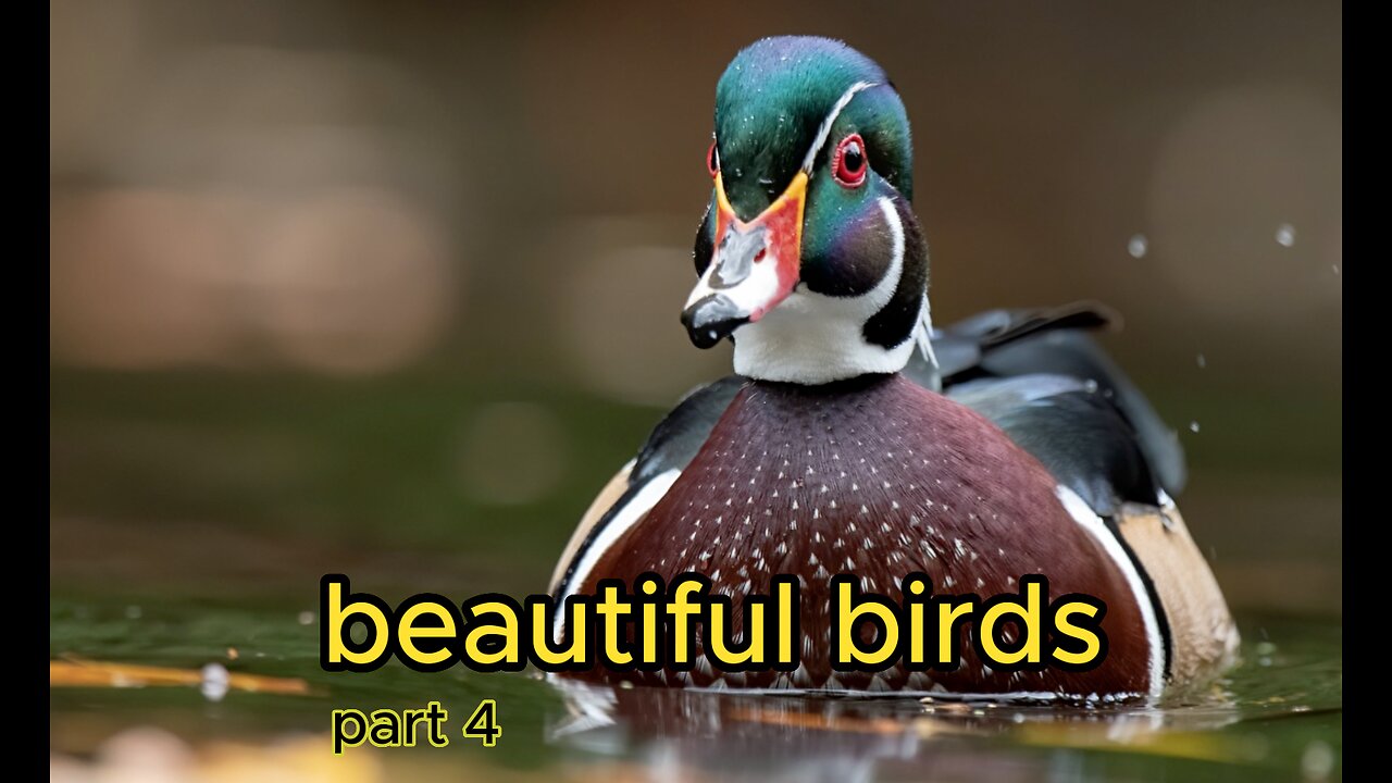 beautiful birds 4k