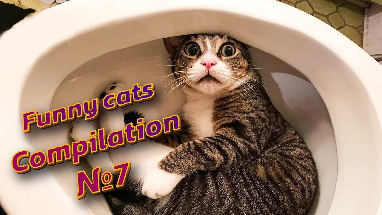 😻😹 LOLcats: Watch these hilarious kitties in action! | Funny cats compilation №7