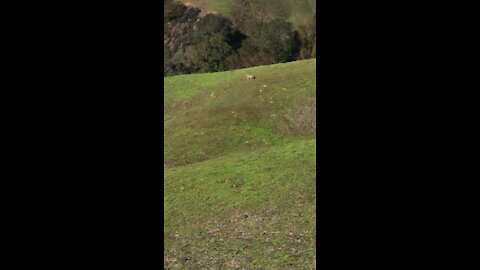 Coyote in the Distance