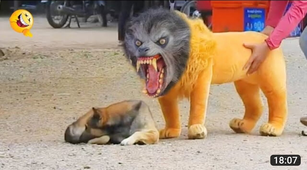 Troll prank dog fanny fake tiger prank to dog 🤣😱😱