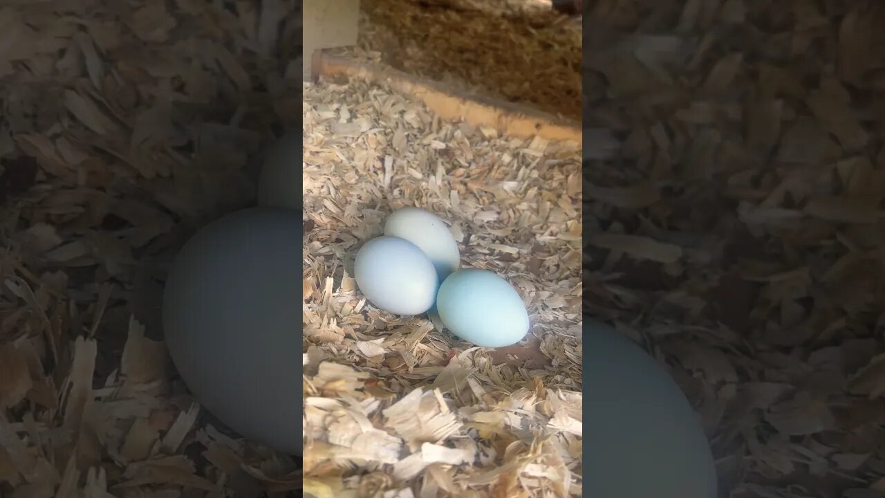 Collecting Eggs #fresheggs #eggs #chickens #chickencoop #homestead #backyardchickens #farmanimals