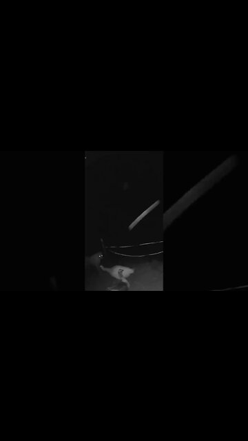 Goose caught on security camera scaring away pet dog!