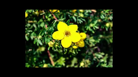 Ep 3.52 Jesus Is the Only Way to Peace:Tony Peters :Daily Devotion