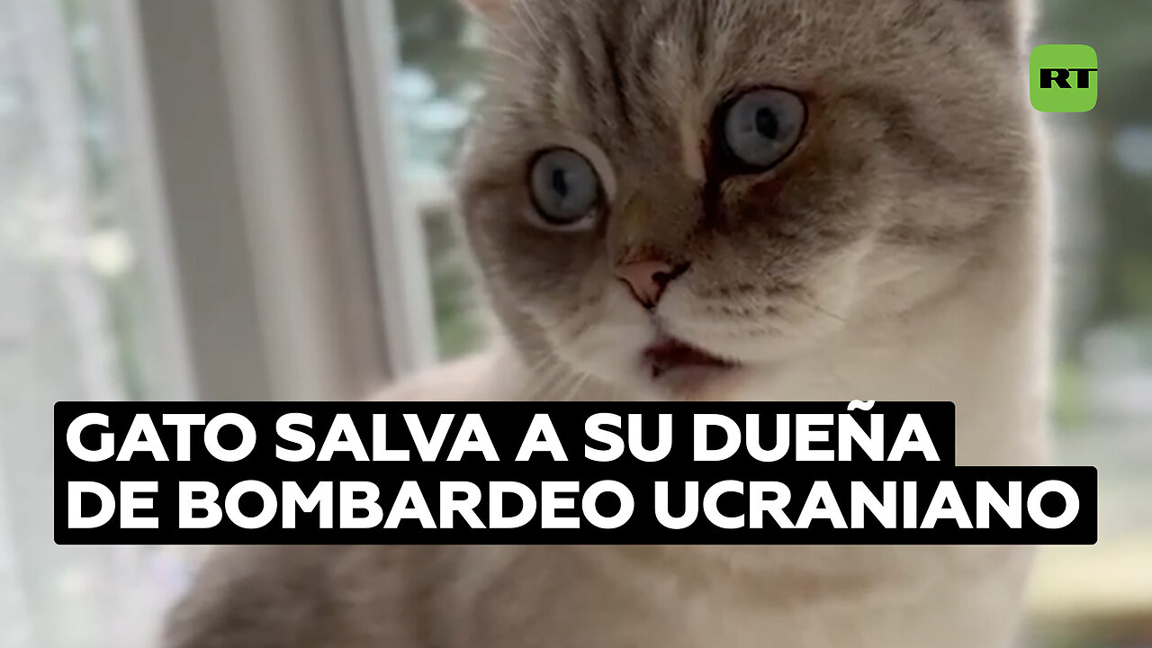 Un gato salva a su dueña durante un bombardeo ucraniano