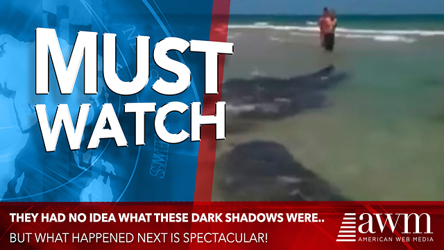 Group Of Beach Goers Treated To Rare Visit And It’s All Caught On Viral Video