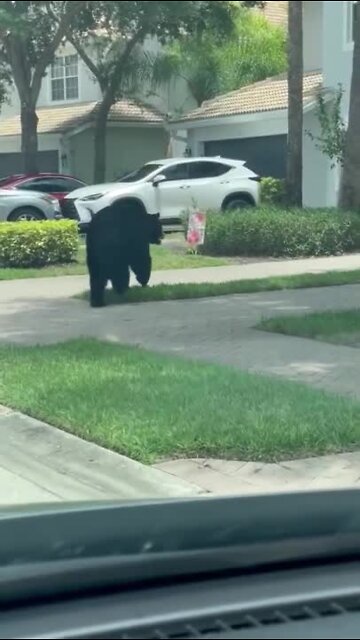 Bears on the loose in Collier County