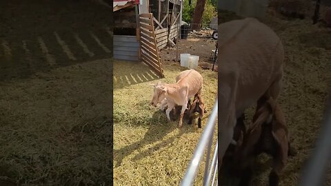 #goats #farm #shorts