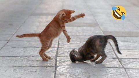 Cat is funny!