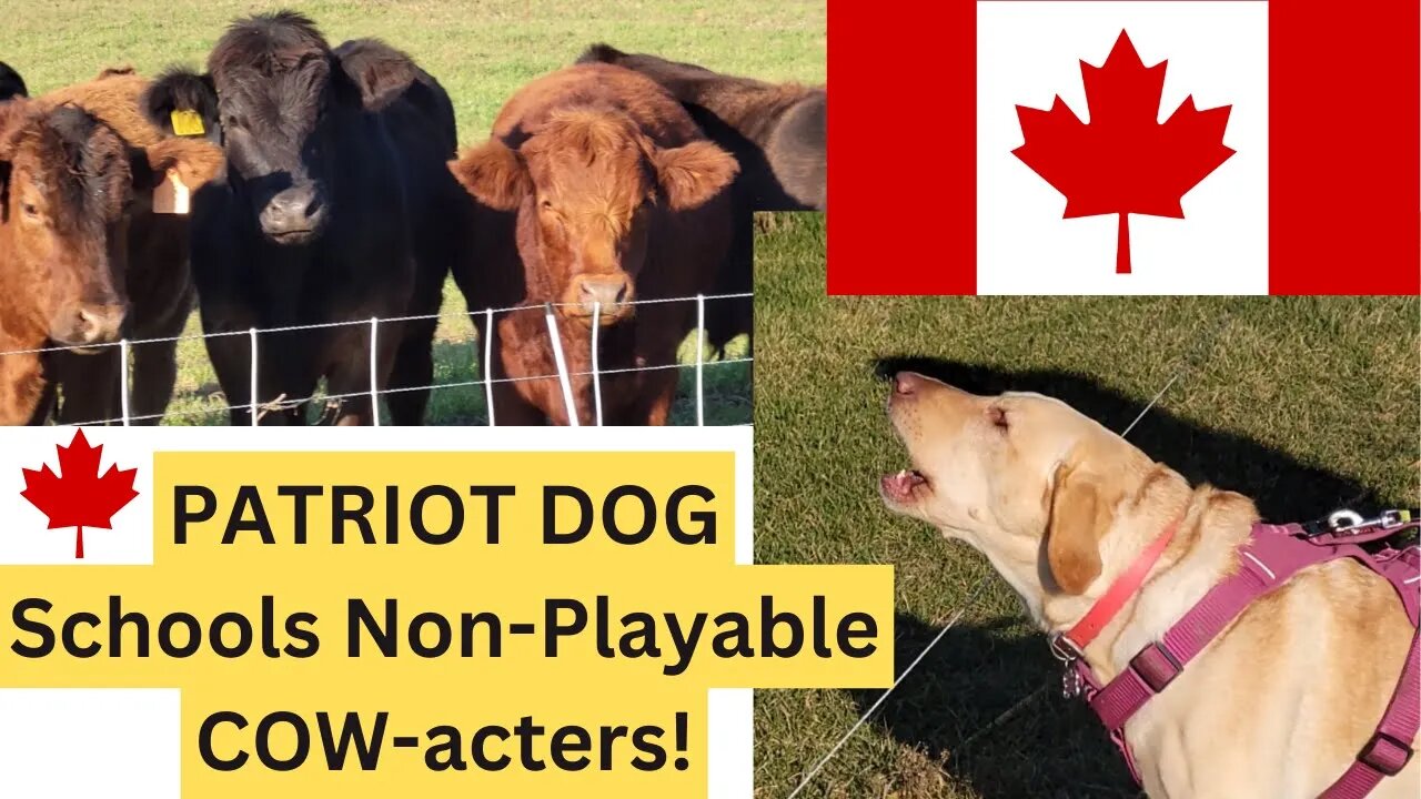 PATRIOT DOG Schools Non-Playable COW-acters!