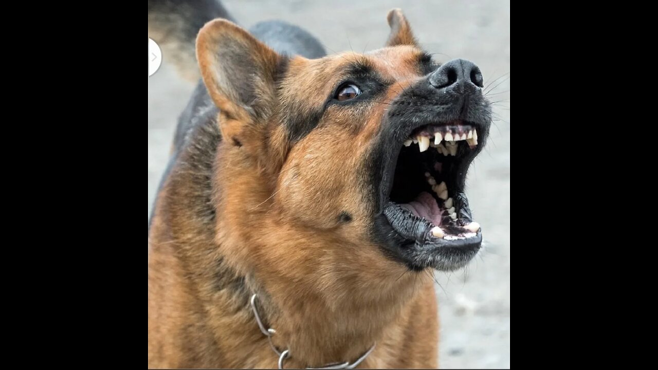 TOP 10 dog barking videos compilation 2016 ♥ Dog barking sound - Funny dogs