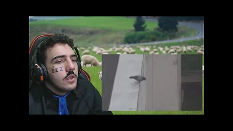 PAI DO ANO