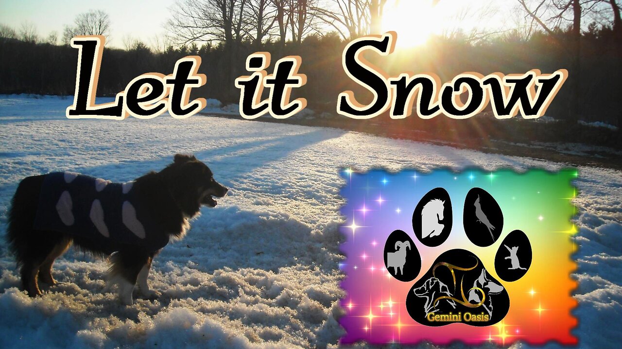 Gemini Oasis: Dogs - Let it Snow