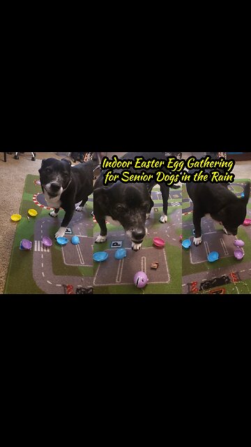 Indoor Easter Egg Gathering for Senior Dogs in the Rain