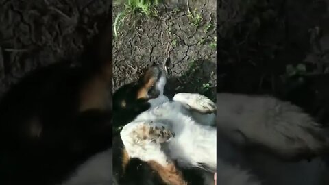 This Dog always finds this guy on his job site and asks for belly rubs..🐕🐾👷😍