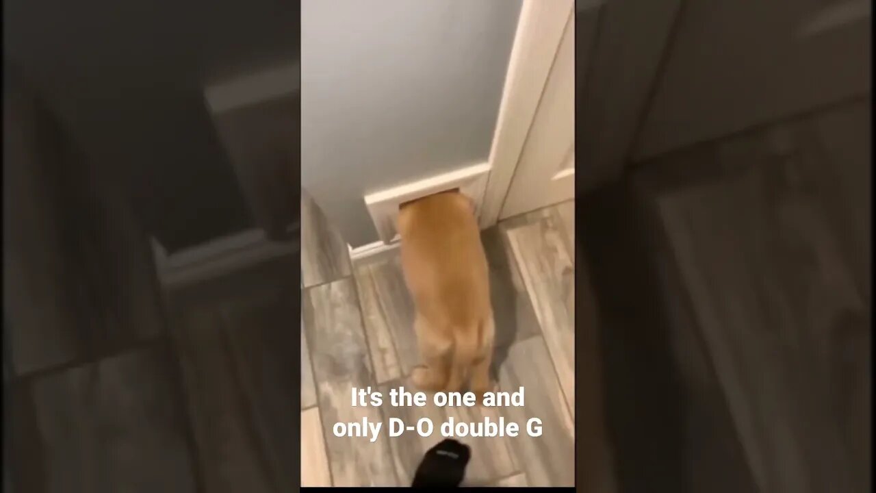 MEME is the one and only D-O double G #shorts