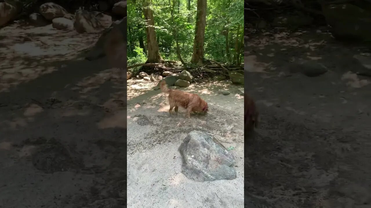 Cali at the Nolichucky River