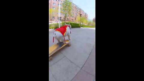 Skatedog 10