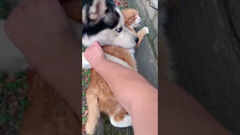 #shorts Смешные Собаки Из Тик Тока 6