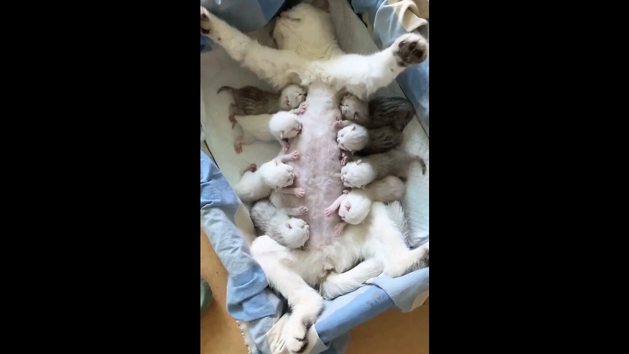 So Cute video 😍😍😍Cats & Kittens🥰🥰🥰 Please Follow Me