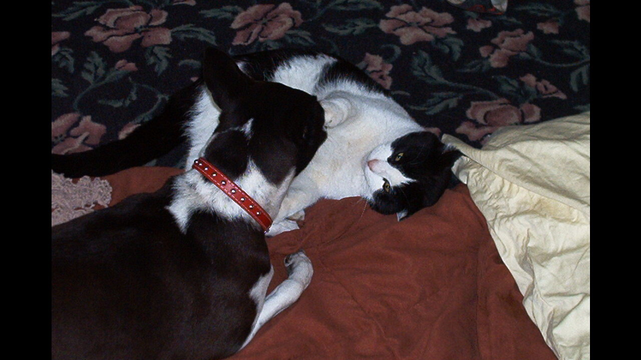 Whippet puppy adorably tries to catch her tail!